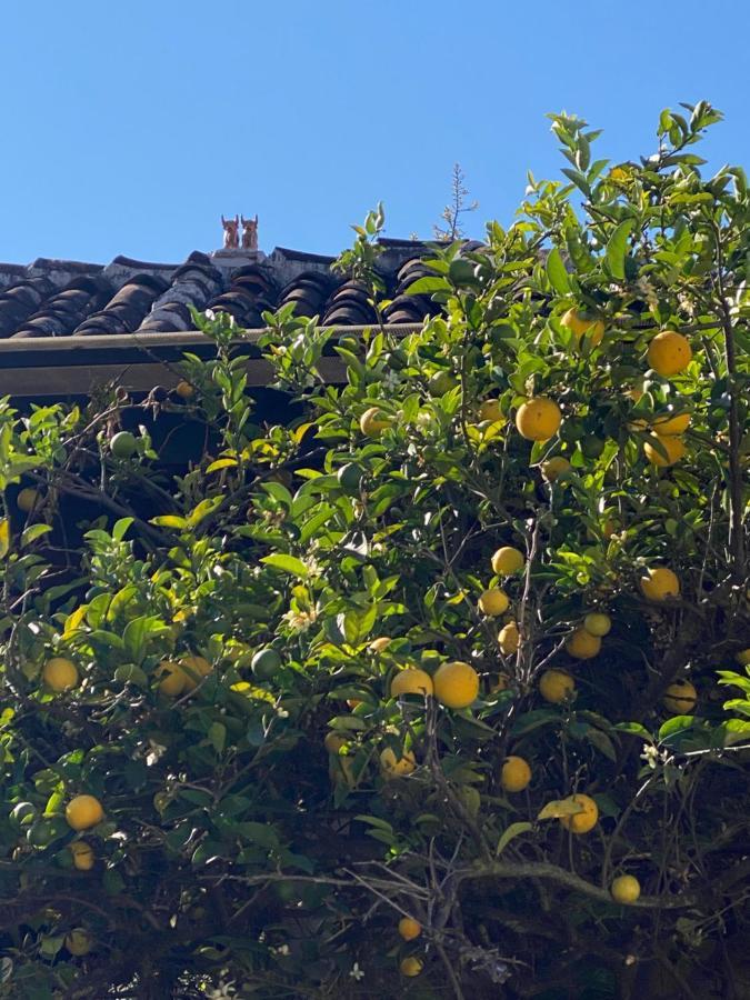 The Coffee Bean Hostel San Cristóbal de Las Casas エクステリア 写真